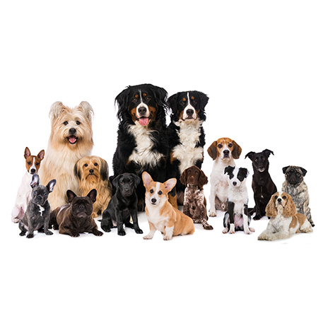 The Wylie Children's Dentistry Emotional Support Dog